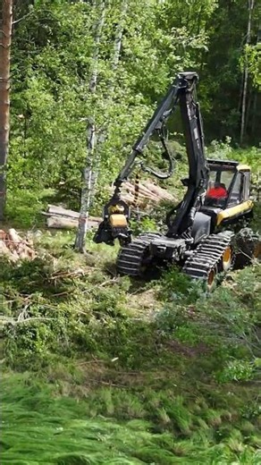 How pros fell massive trees 🪓