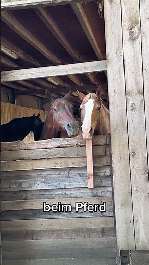 Warum wir Risiken beim Pferd völlig falsch einschätzen.