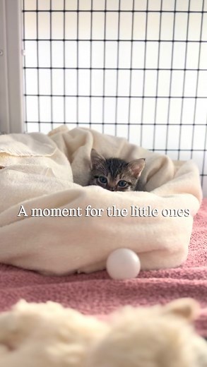 A moment for the little ones… Stop by PHS/SPCA to adopt or meet these adoptable, tiny shelter animals ♥️ #phsspca #adoptdontshop #cleartheshelters #adoptabledogs #reptilesofinstagram | Peninsula Humane Society & SPCA