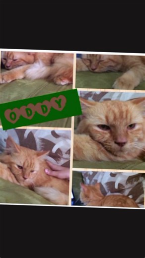 Sweets O'Dymeer on TikTok