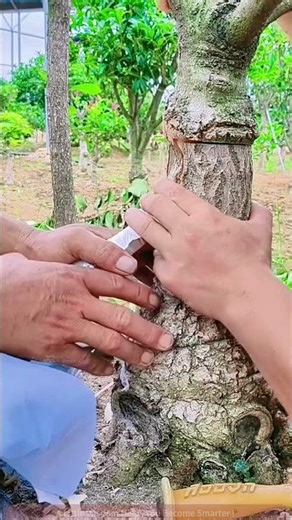 Learn Grafting from Scratch Advanced Bonsai Care Techniques