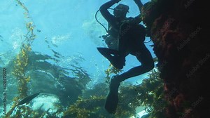 This underwater video shows a fully suited up scuba diver exploring a kelp bed.