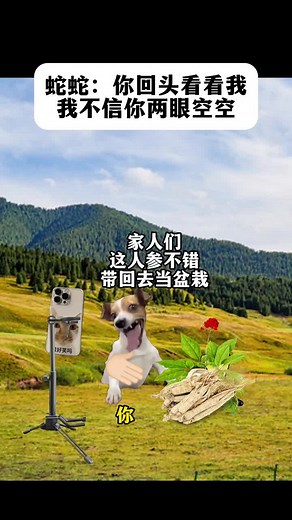 #猫咪 #2025 #猫meme #cat #猫meme小剧场