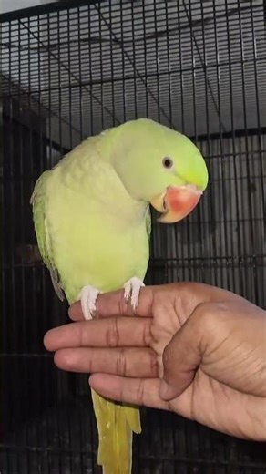 Raw parrot #india #punjab #pakistan #parrot #love