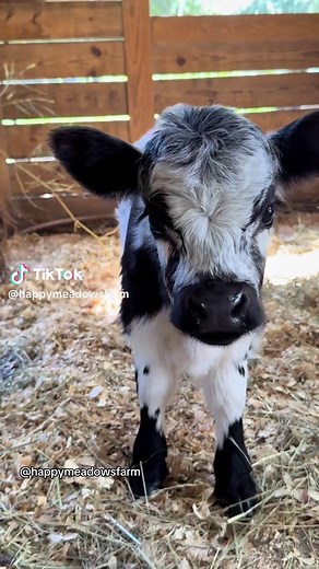 Adorable Miniature Cows on a Hobby Farm