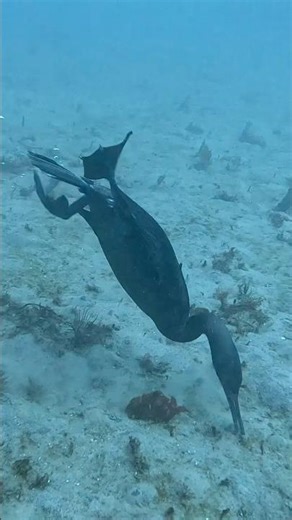 Brandt’s Cormorant | This Bird Hunts Underwater?! #scubadiving #birds
