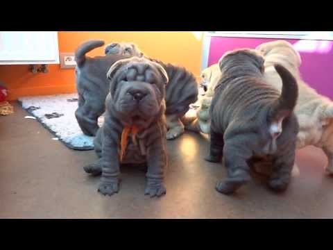 sharpei puppies playing 6 weeks part 2