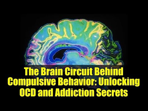 The Brain Circuit Behind Compulsive Behavior: Unlocking OCD and Addiction Secrets