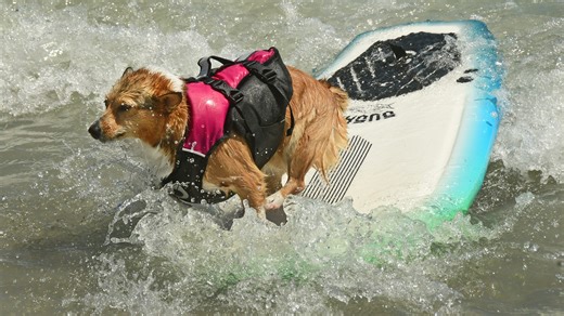 Dogs rule the waves at the East Coast Dog Surfing Festival in Cocoa Beach