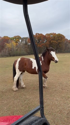 Gratitude Farms Psyche DOB: 4.22.22 Piebald Ee Tn GVHS registered This gorgeous mare was born and raised here, went to do some ground work training last year and is going to do more training next month. Interest can be directed to 763.331.2275, call or text. Located in East Bethel, Mn @everyone | Gratitude Farms