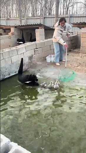 Secret to Thriving Black Swan Seedlings - Aquaculture Tips