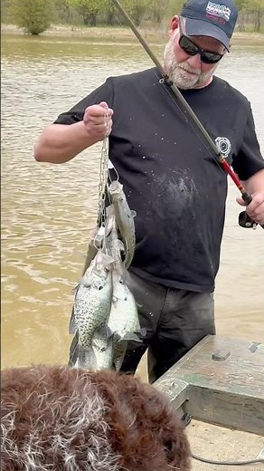 Wade fishing for crappie: won’t be long! Book your trip today #crappieguide