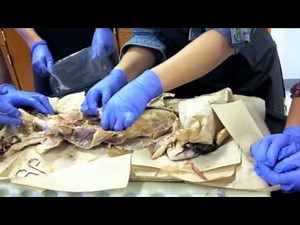 Cat Dissection: Digestive System (1/2)