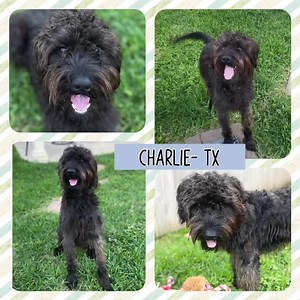 UPDATE: Charlie- TX has been adopted❣ ▪️▪️▪️▪️▪️▪️▪️▪️▪️▪️▪️ Meet Charlie-TX, a male 13-month-old Aussiedoodle puppy, who is in an IDOG foster home in Sugar Land, TX near Houston, TX. Charlie- TX can be described as: 👋🏻 Friendly 🥰Affectionate 🎾 Playful 😘 Loves kisses ❤️ Gentle ‼️We do allow out of state adoptions but you MUST be willing to travel to the foster home in a short period of time after being approved to adopt ‼️ *INQUIRIES SENT THROUGH PETFINDER WILL NOT BE ANSWERED AS WE DO NOT 