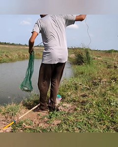 Indonesian featherback fishes look at those shining #fish #fishing | ABDUL SAMI fishing