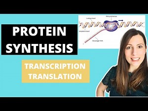 PROTEIN SYNTHESIS: A-level Biology. Transcription, translation and pre-mRNA modifications