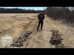 How to Grow Your Turkey Population by Trapping Predators with Jared Lurk | 100% Wild Podcast Ep. 464
