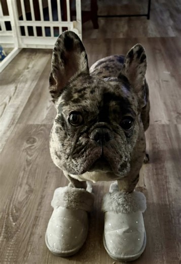 French Bulldog Takes Over My House Shoes