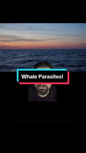 Whale Parasites! #biology #tiktoklearningcampaign #learnontiktok #science #fyp