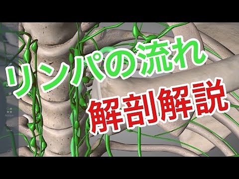 体の中のリンパの流れを解説してみた