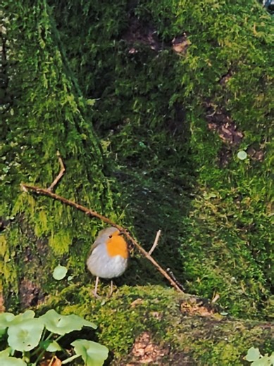 I could spend hours sitting here with the Robins 🐦 🍃🫶 #birds #robin #nature #cute