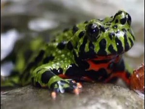 Cube Fire Bellied Toad