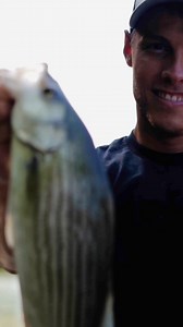 Striper stealth rods are in stock now🔥🔥 #catchthefever #premiumgear #ctfnation #nextlevel #angler #fisherman #stripedbassfishing | Catch The Fever