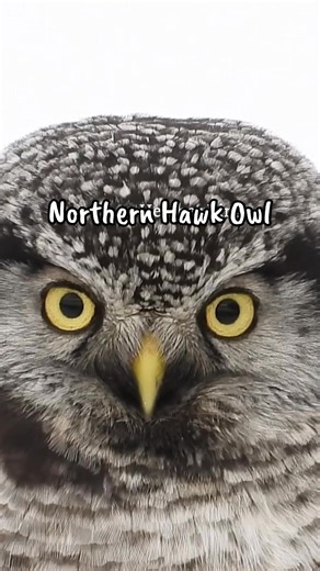 This face knows exactly what it’s doing. Northern Hawk Owl. Daytime hunter. Zero regrets. Pause. Look closer. Then share. #NorthernHawkOwl #BirdOfPrey #WildlifeCloseUp #OwlQueen #NaturePerfection