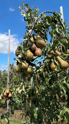 Red Conference pear #redconferencepear #грушевыйсад #conference #молодойсад #интенсивныйсад #agro | Паша Шевцов