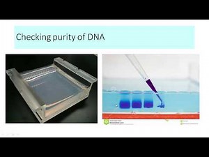 DNA quantification