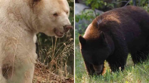 From forests to coasts - black bears shaped by dangerous habitats