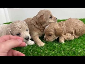 Small Cavapoochon Puppies: Kate’s Litter