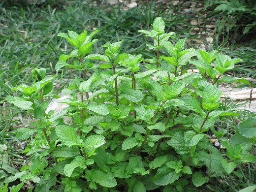 Pudina ke fayde benefits in Hindi- Acharya Balkrishan Ji (Patanjali)