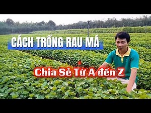 How to grow pennywort from A-Z | Engineer Hao Hao