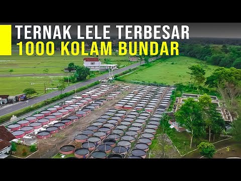 Ternak Lele 1000+ Kolam Bundar Panen 60 Ton Perbulan