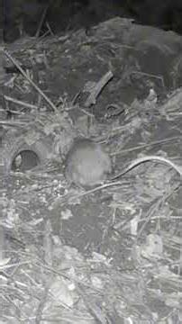Water rat and white tailed rat , chat 