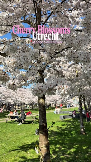 Cherry Blossom Park in Utrecht 🌸 What to do in Utrecht? This weekend is the best time for Hanami and picnic, all blossoms are in full bloom 🧺 #utrecht #utrechtcity #utrechttips #utrechtactivities #utrechttodo