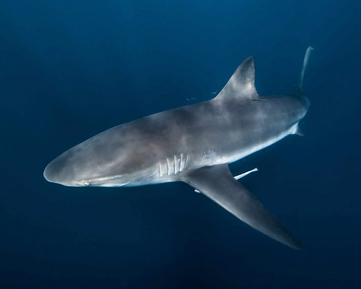 Bronze Whaler Shark