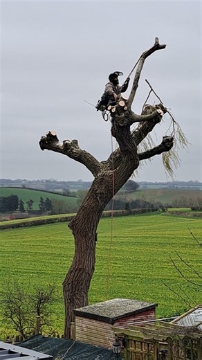 Tree Surgeon at work.
