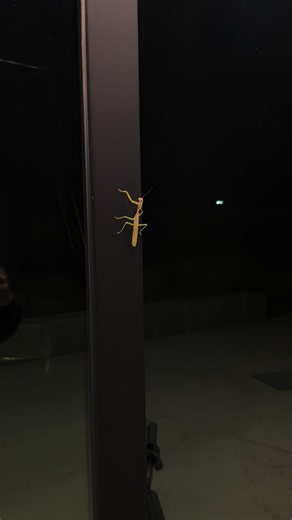 Mantis vs. SurRon: mantis knows it's tough