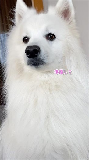 A person who gets stepped on and then asked to go for a walk #JapaneseSpitz #MediumSizedDog #Shorts