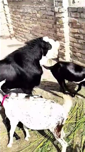 🐐❤️ Amazing Goat Breeding Moment | Healthy Goat Farming #Shorts