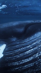 Our Arctic Humpback Whales doing their best impression of a balloon 🎈During feedings they will rise suddenly from the depths often consuming an entire baitball much to the chagrin of the Orcas who worked so hard to corral the herring together. 🎥 by @bosstalkpro @tohoradri @justsimply_an_otter @whaletales.diego #humpbackwhales #whales #norwayhumpbacks #whalewatching #herringrun #wildlife #oceansnation #whalesnation | Valhalla Orca Expedition