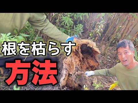 [Dying the roots of the tree] Even if you want to remove the roots of a tree, you must first kill...