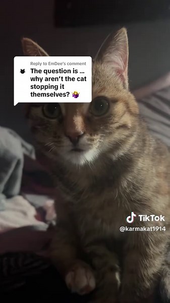 Replying to @EmDee #fyp #catsoftiktok #kittensoftiktok #cat #kittycat #weird