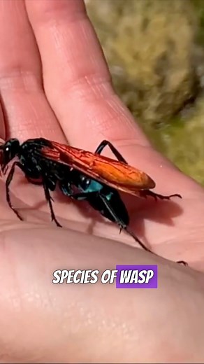 It’s not called the Tarantula hawk for no reason 👀 | Myanimality