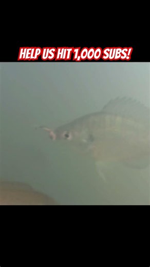 Under water footage of #bluegill #fishing #underwater #bassfishing #bass #largemouthbass #fyp