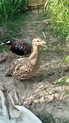 first breeding setup jori