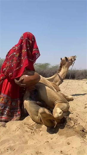 وُضع خليط من الرمل والماء على مؤخرة الجمل لتخفيف انزعاجه في حرارة الصحراء #camel #رمال #مغامرة #الطبيعة #الحياة_البدوية