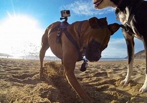 GoPro launches Fetch harness for man's best friend